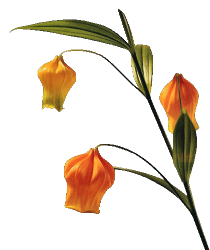 Fleur orange 1