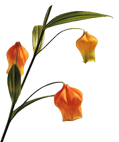 Fleur orange 2